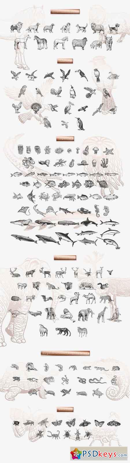 160 Animals  Hand Drawn 1812147