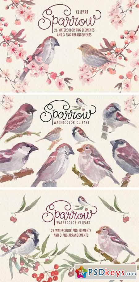 Sparrow Bird Watercolor Clipart 2248520