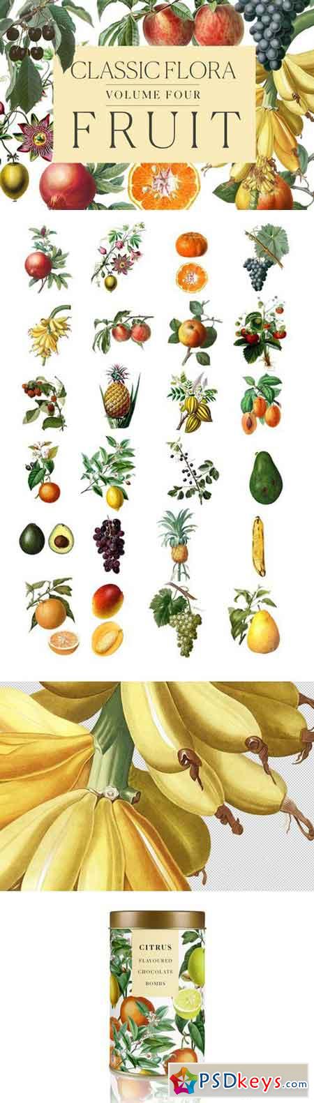 Botanical Illustrations -Fruit 2255936
