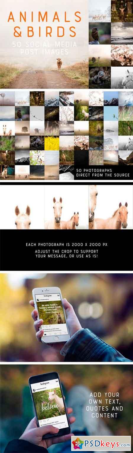 50 Social Media Backdrops - Animals 2296134