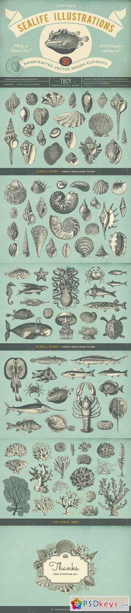 100 Vintage Sealife Illustrations 1620960