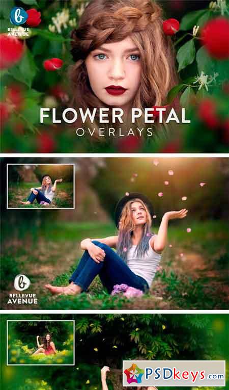 Flower Petal Overlays (Real) 2295773