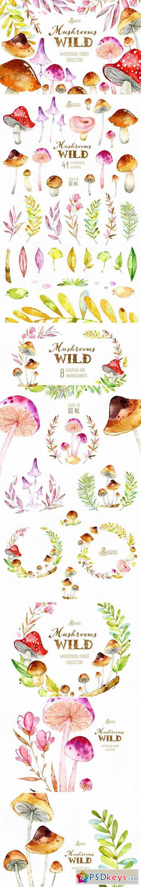 Wild Mushrooms Forest Collection 1596828
