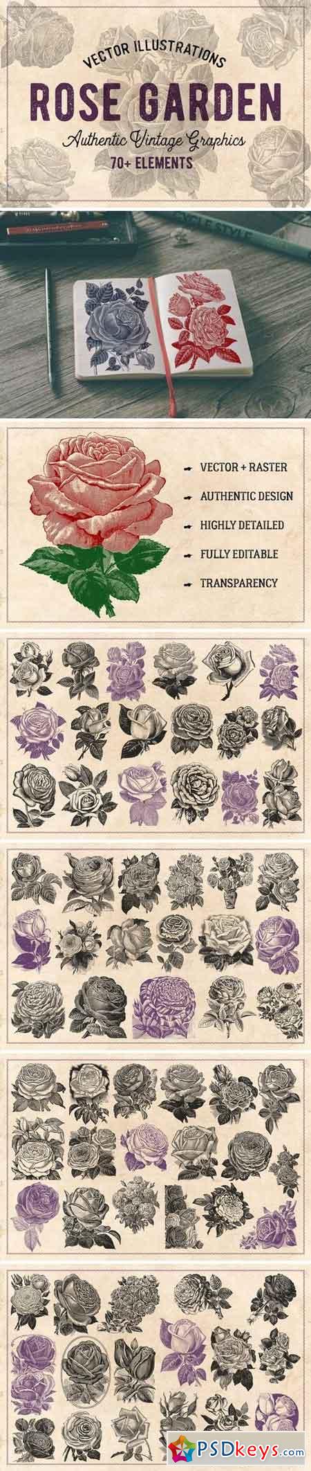 70 Vintage Rose Illustrations 1237189