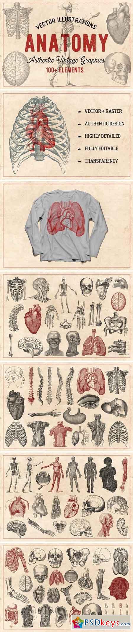 100 Vintage Anatomy Vectors 1361436