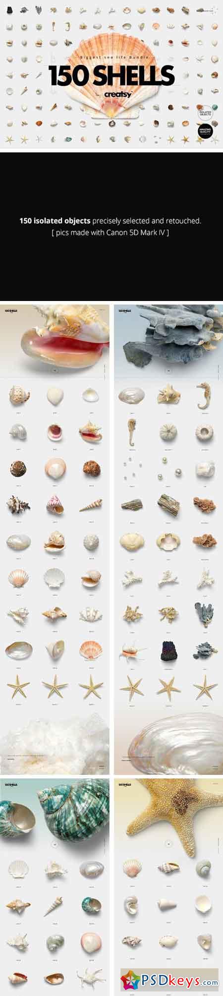 150 Shells Bundle (Isolated Objects) 2350525