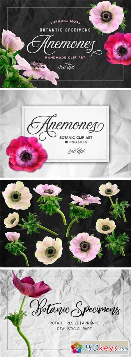 Anemone Flower ClipArt - Specimens 2350312