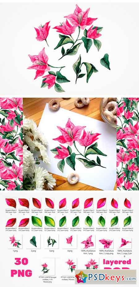 Bougainvillea Floral Clipart 2423604