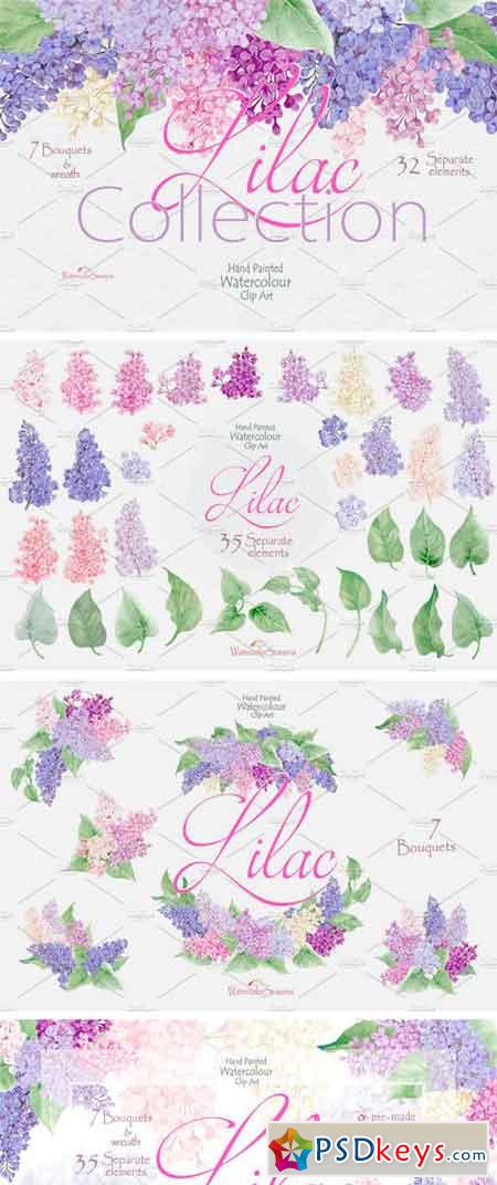 Lilac Collection 2447193