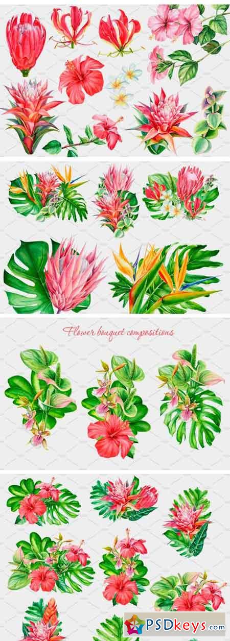 Tropical » page 3 » Free Download Photoshop Vector Stock image Via