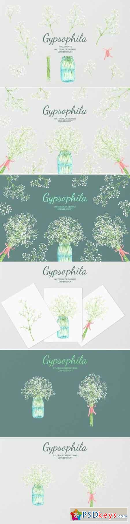 Watercolor Gypsophila Baby's-breath Illustration