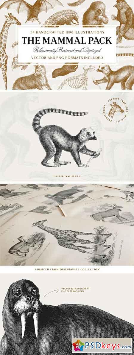 54 Handcrafted Mammal Illustrations 2511172