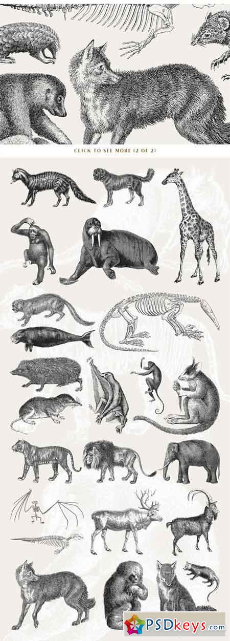 54 Handcrafted Mammal Illustrations 2511172