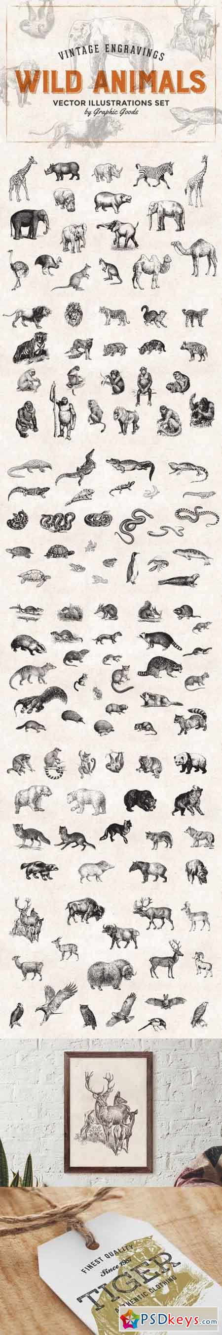 Wild Animals Engravings 473754