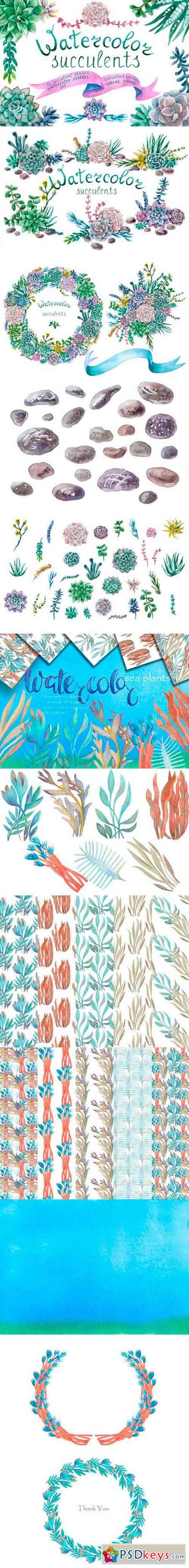 Watercolor sea plants, Succulent and patterns