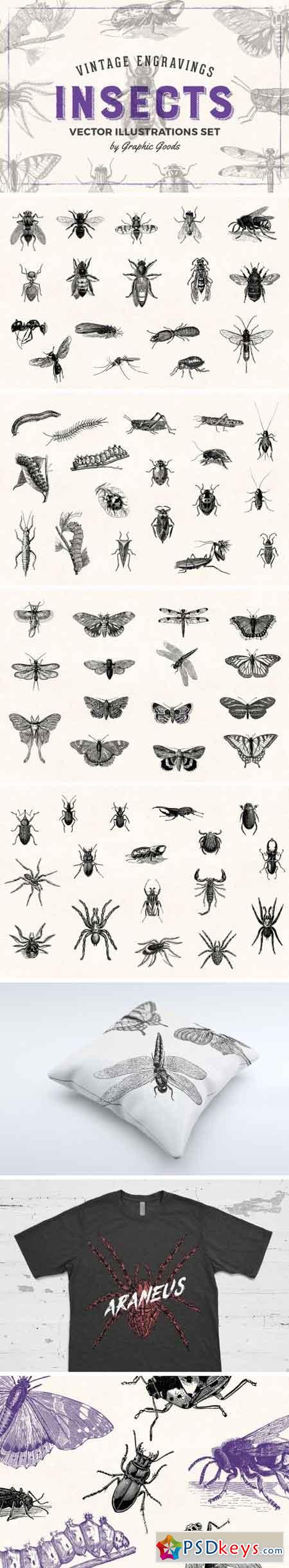 Insects - Vintage Illustrations 1452979