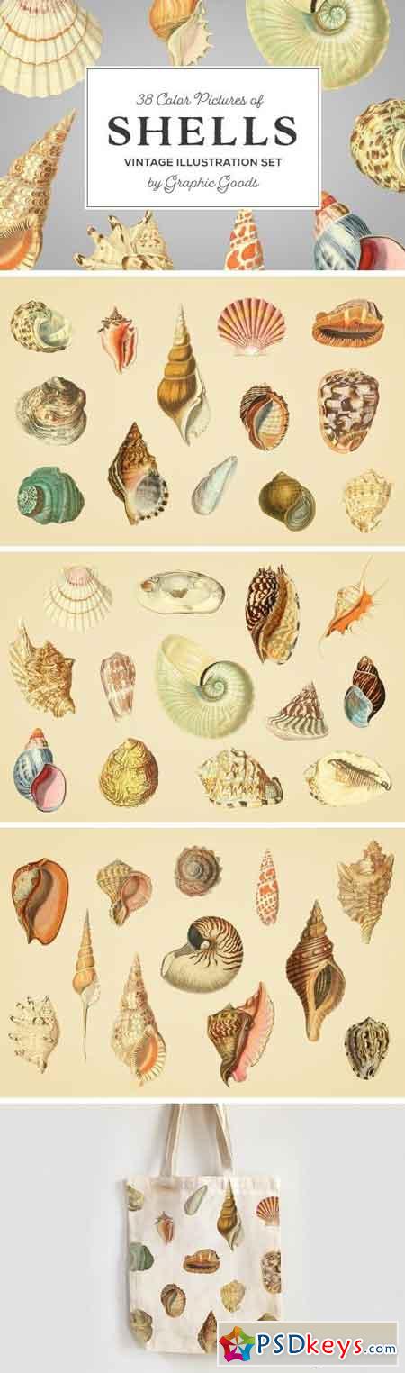 Shells - Vintage Color Illustrations 1345339