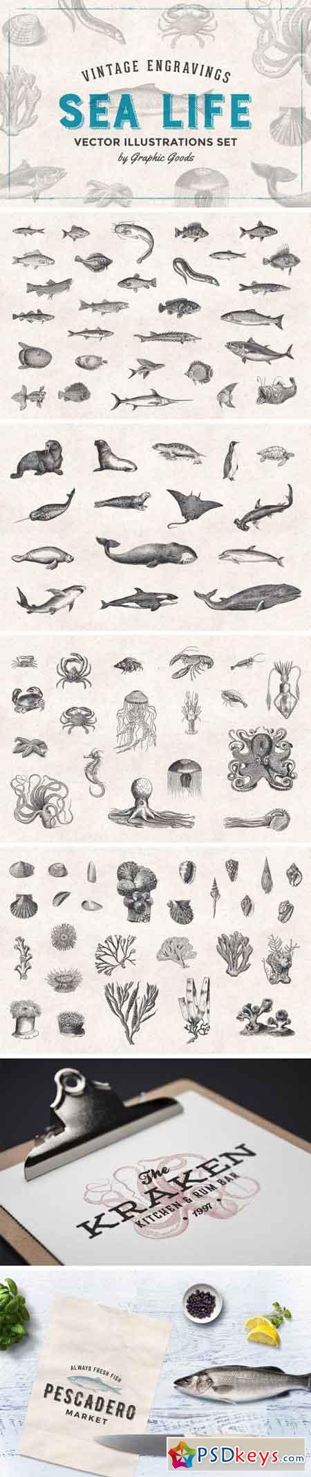 Fishes & Sea Life Engravings Set 1192599