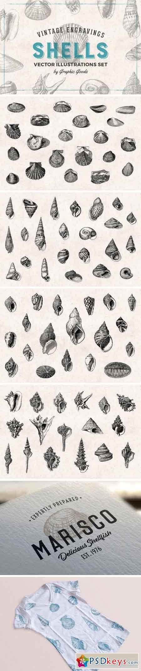 Shells - Vintage Engravings Set 1400736