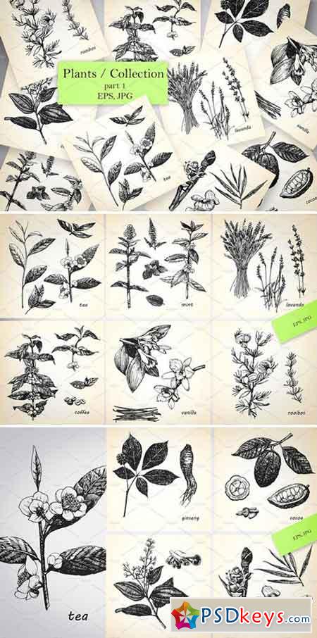 Plants Collection 2544631