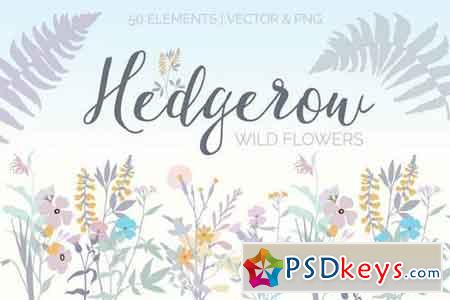 Hedgerow Wildflowers