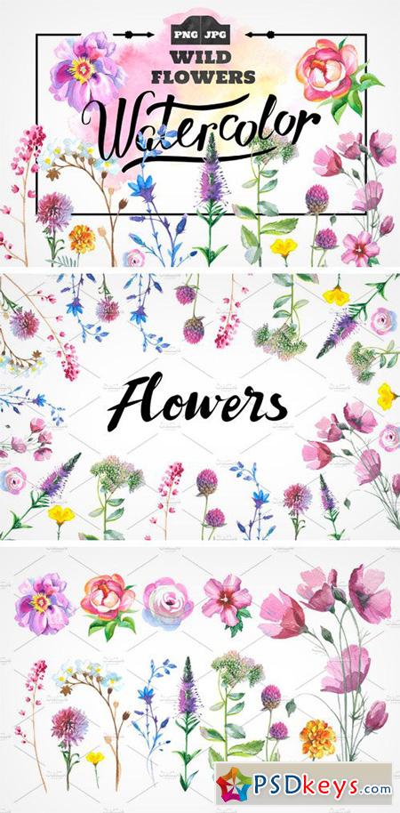 Wild Flowers Watercolor PNG Set 932555