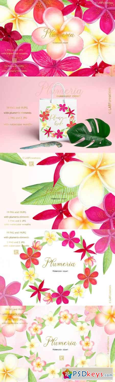 Plumeria Tropical watercolor flowers 3485422