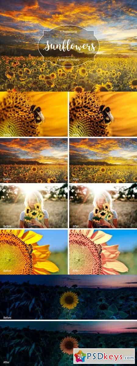 Sunflowers Lr Presets 3489510
