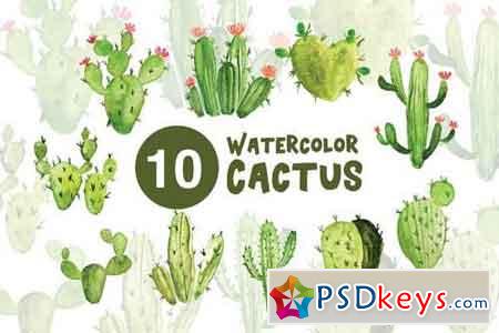 10 Watercolor Cactus Illustrations