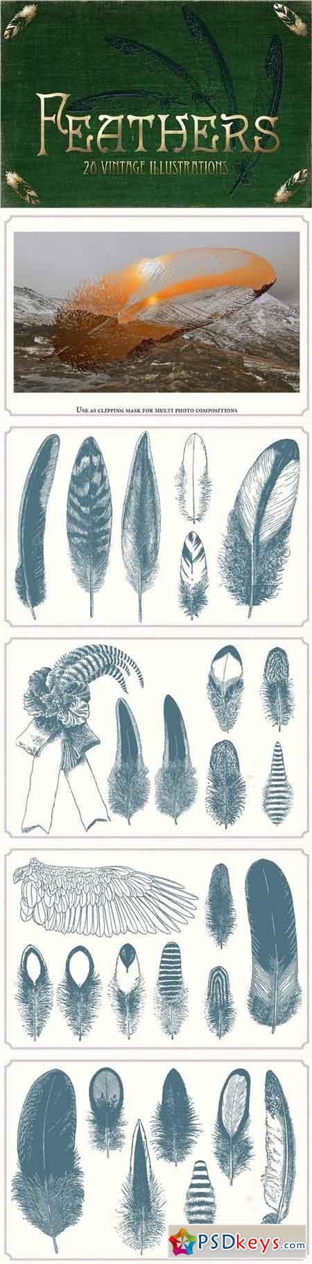 Vintage Feathers 1253113