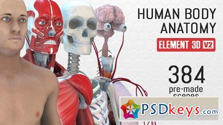 Human Body Anatomy 18254375 After Effects Template