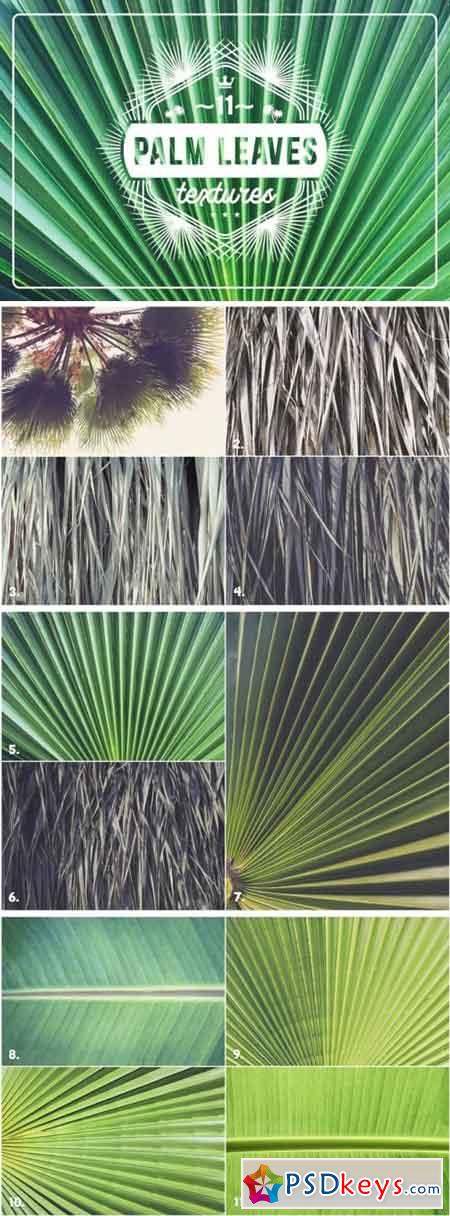 11 Palm Leaves Textures 3361601