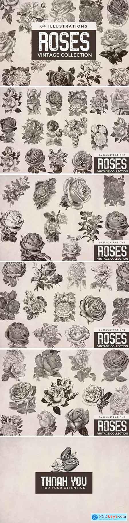 Vintage Roses - Illustration Collection