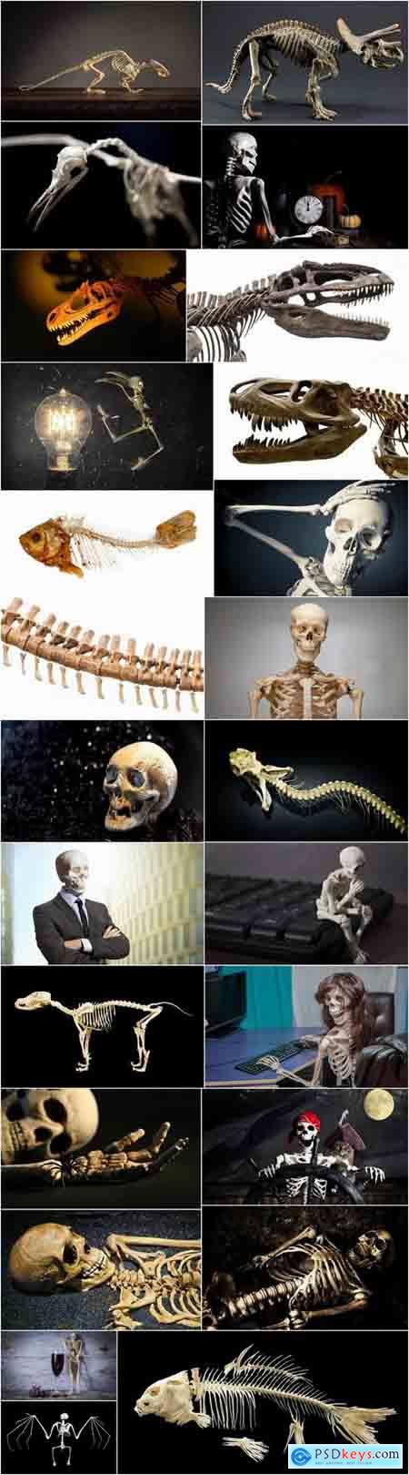 Animal human skeleton 25 HQ Jpeg