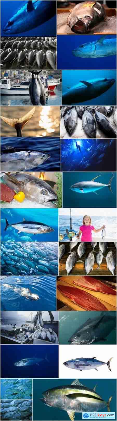 Tuna raw fish catch production of red meat 25 HQ Jpeg