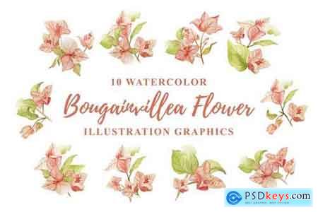 10 Watercolor Bougainvillea Flower Illustration