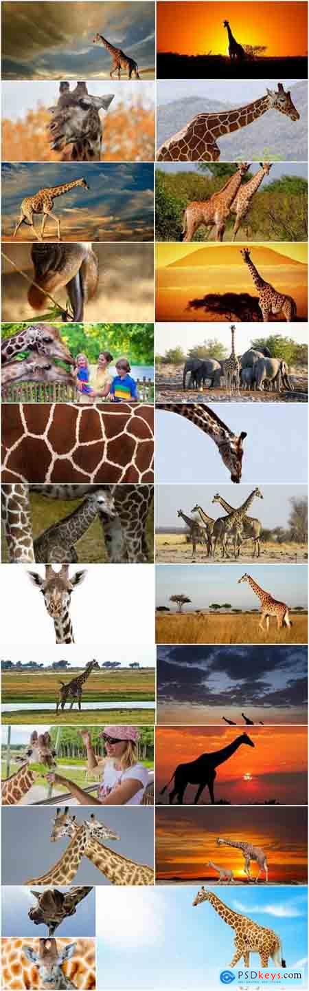 Giraffe long neck wildlife landscape 25 HQ Jpeg