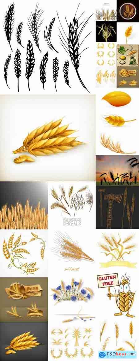 Wheat heads of grain rye grain seed 25 EPS