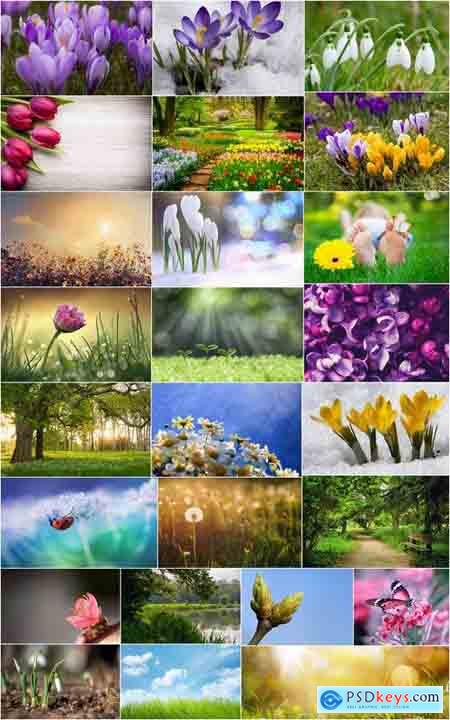 Spring nature forest grass sprout sprout tulip flower snowdrop 25 HQ Jpeg