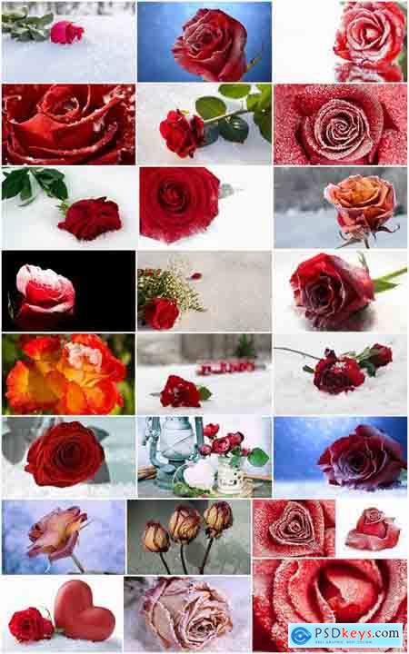 Images of roses in the snow 25 HQ Jpeg