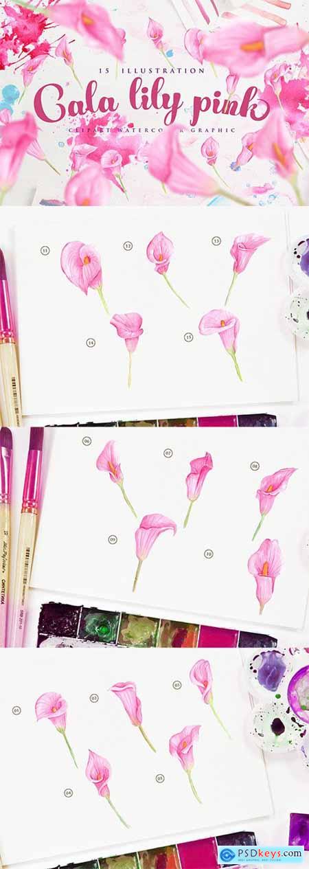 15 Watercolor Cala Lily Pink Flower Illustration
