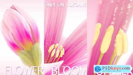 Videohive Flower Bloom Logo Free
