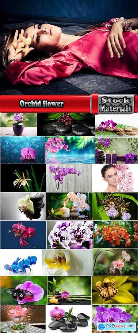 Orchid flower petal inflorescence 25 HQ Jpeg