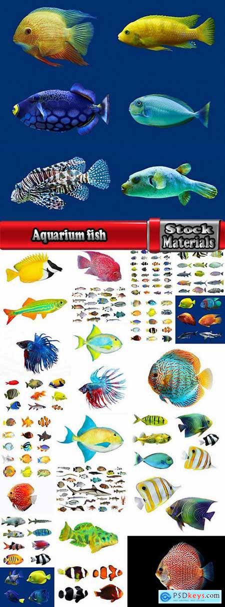 Aquarium fish colored squama 25 HQ Jpeg