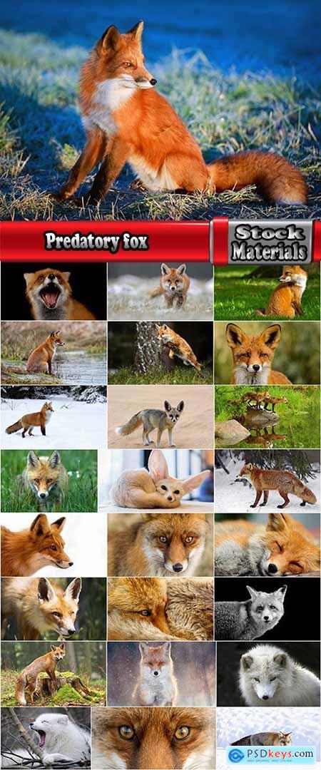 Predatory fox fur animal forest fur 25 HQ Jpeg