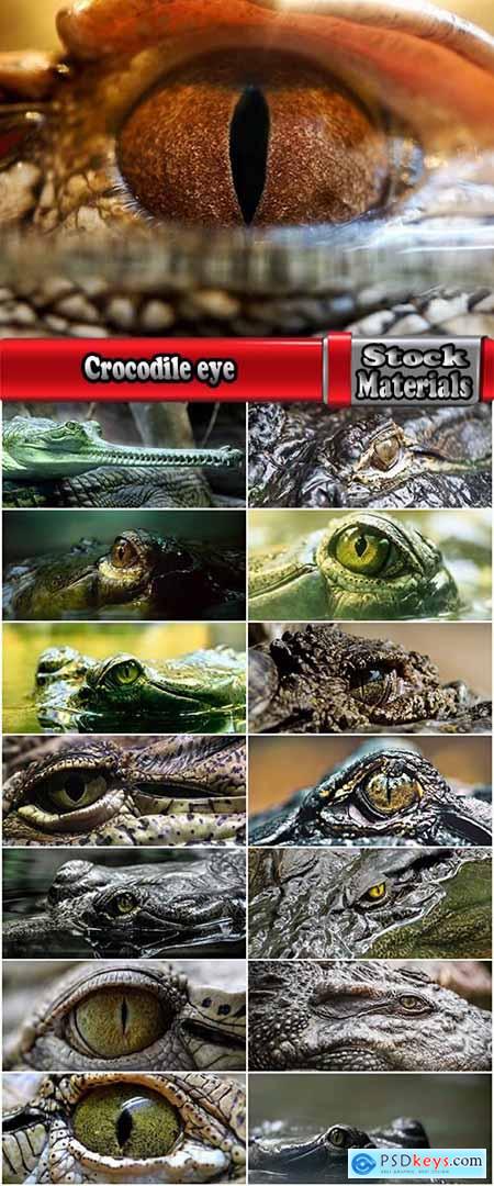 Crocodile eye amphibian amphibious reptile skin 15 HQ Jpeg