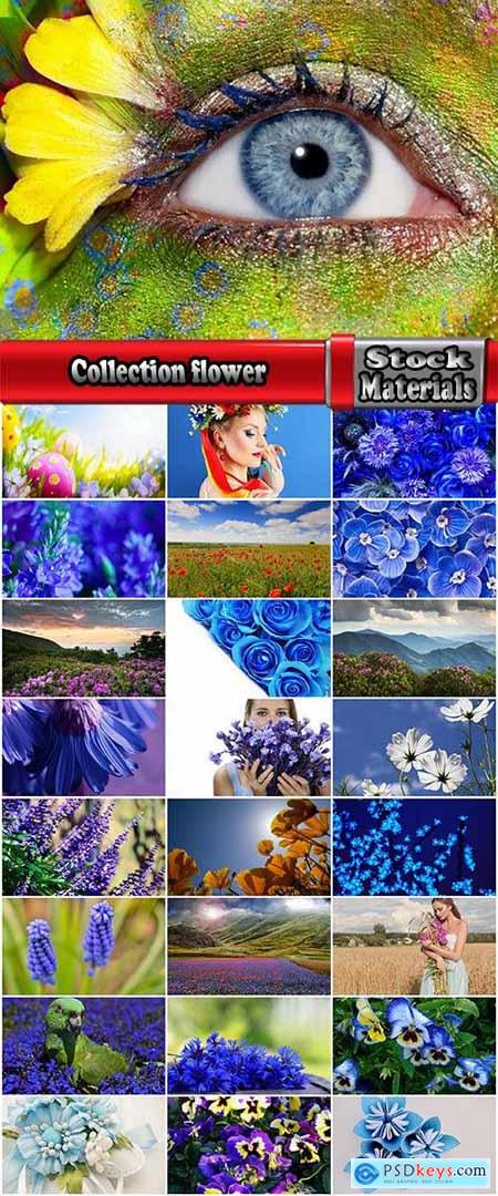 Collection flower field snowdrop rose nature landscape blue petal 25 HQ Jpeg