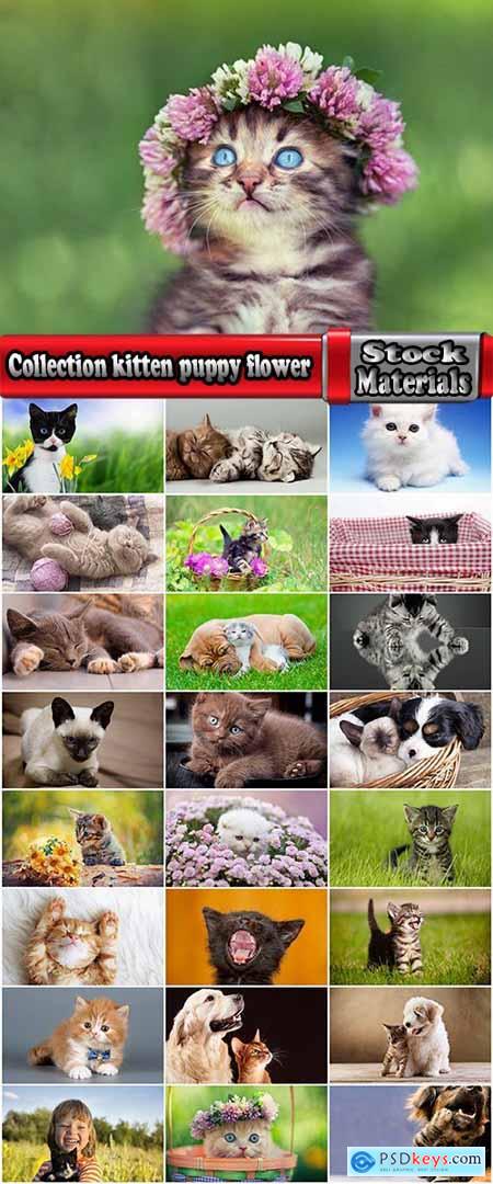 Collection kitten puppy flower nature dream fur fur wool 25 HQ Jpeg