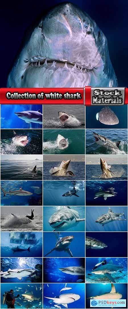 Collection of white shark whale shark canine tooth hunting prey 25 HQ Jpeg