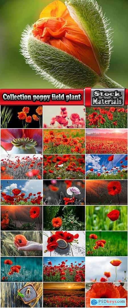Collection poppy field plant nature landscape 25 HQ Jpeg